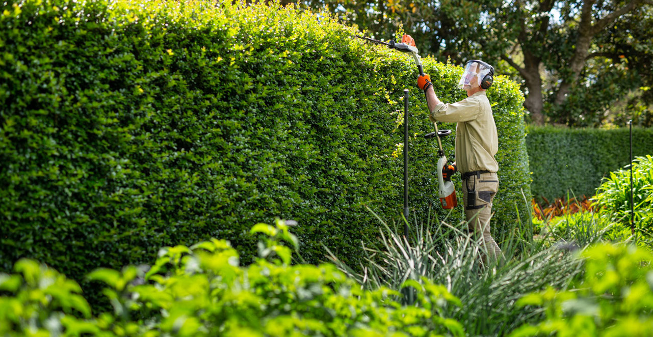 Professional hedge maintenance