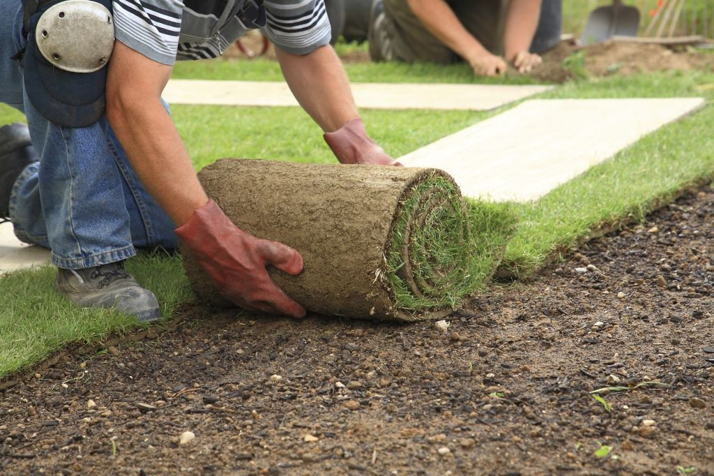 Professional sod installation and lawn care